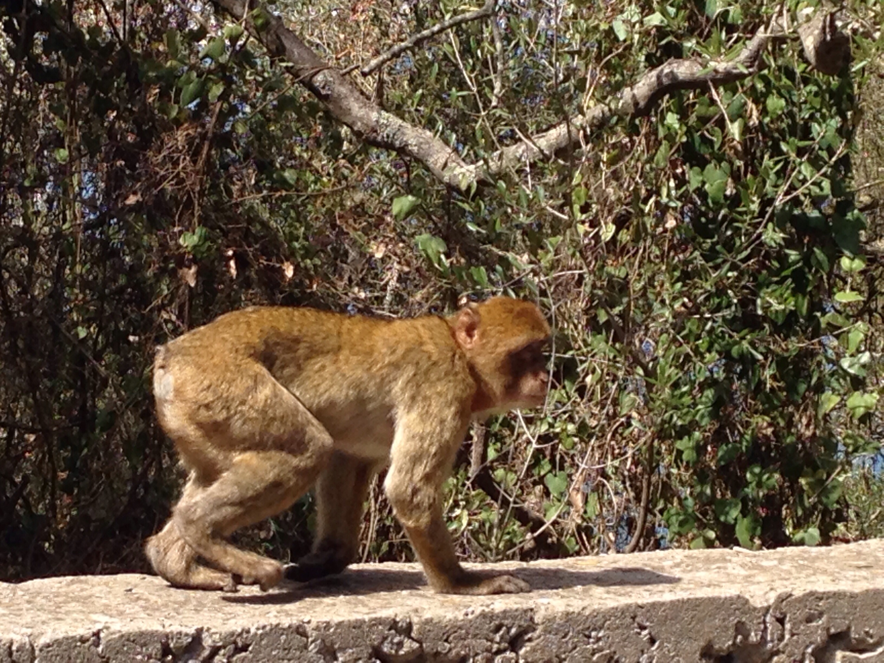 Affe Monkey www.diewunderbarewelt.com Gibraltar