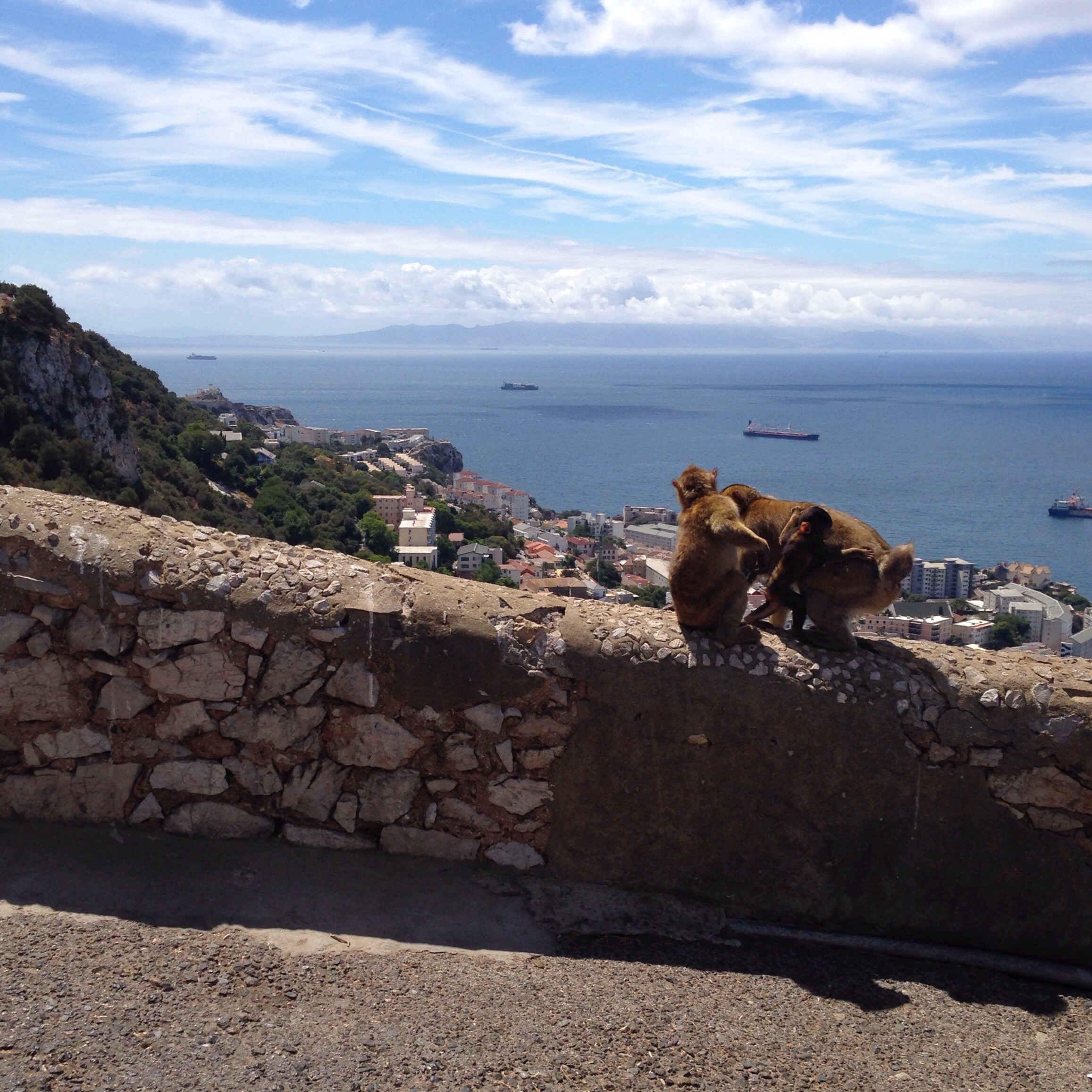 Gibraltar Africa Affen Monkey www.diewunderbarewelt.com