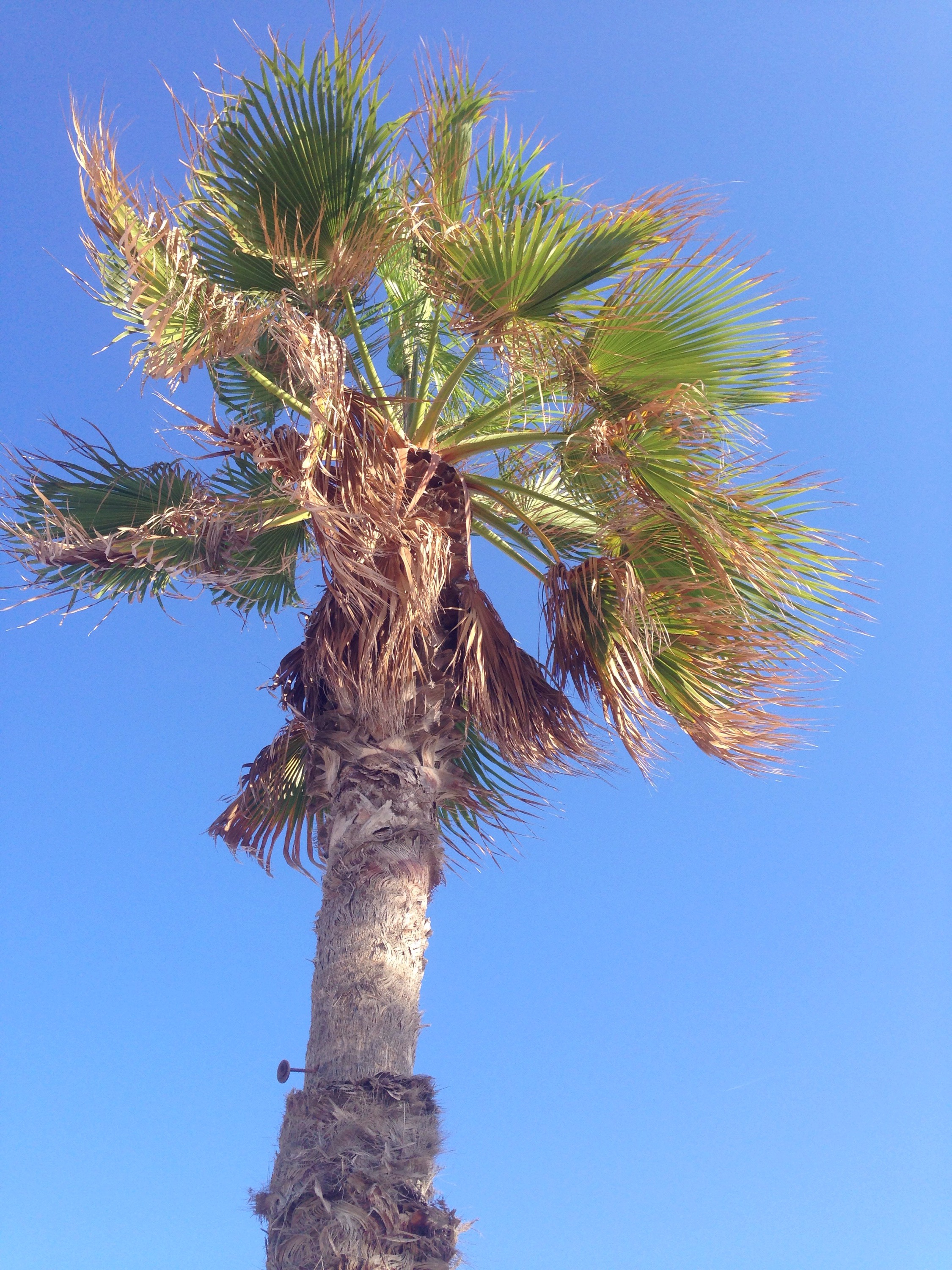 Palmen Palmtrees www.diewunderbarewelt.com Valencia