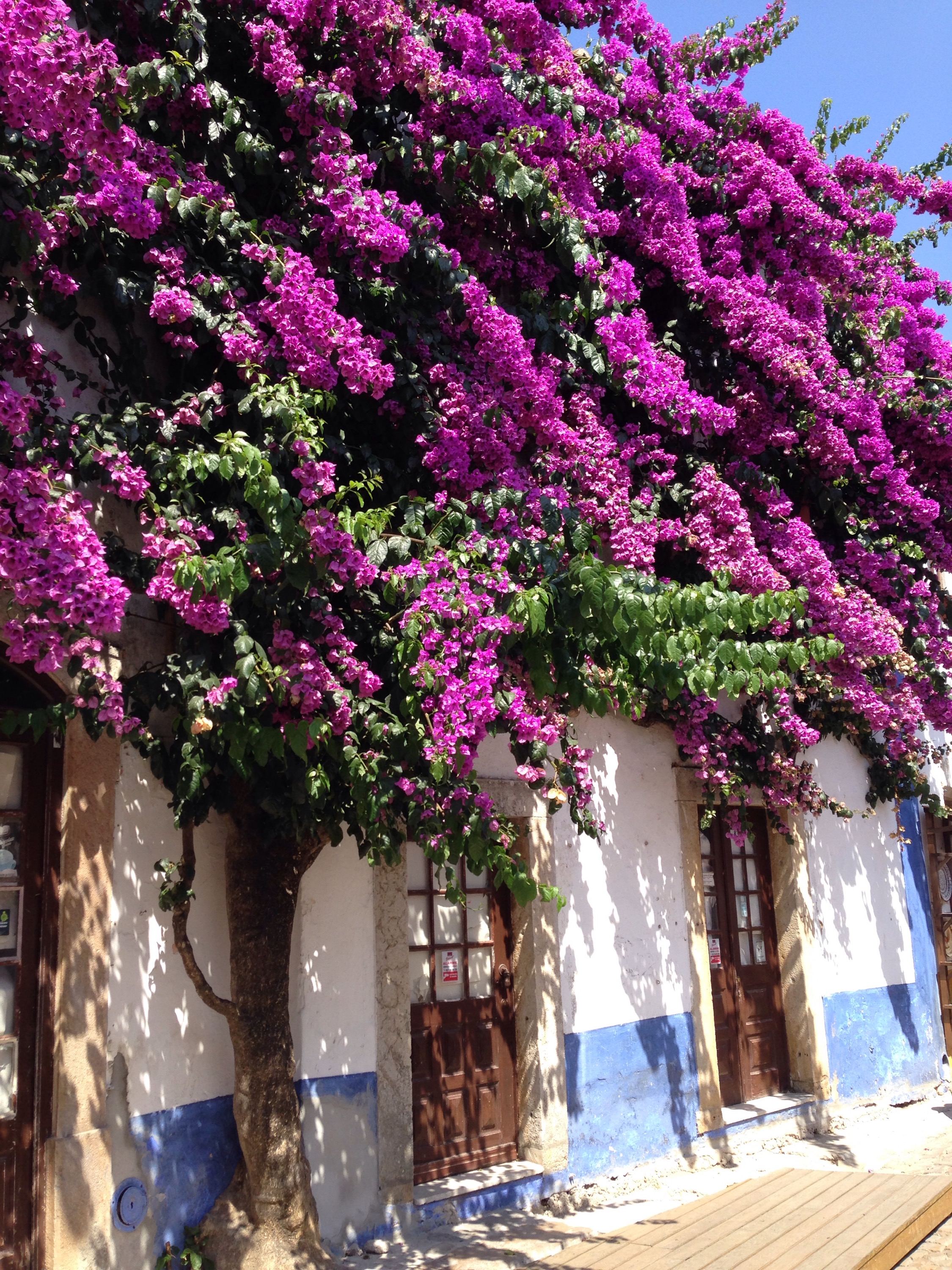 Blumen Óbidos www.diewunderbarewelt.com